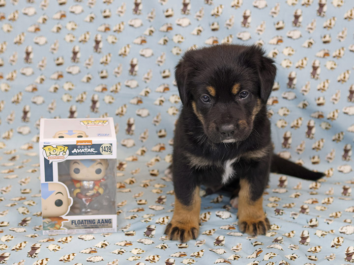 chinook puppy